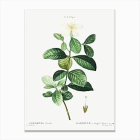 Gardenia, Pierre Joseph Redoute Canvas Print