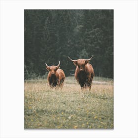 Highland Cows In Forest Canvas Print