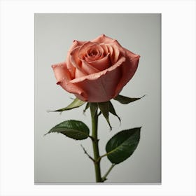 Peach Rose Canvas Print