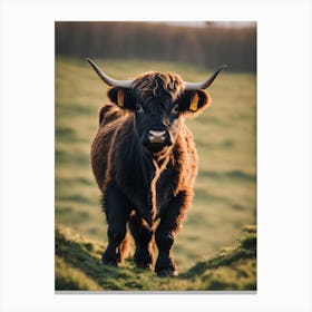 Highland Cow 19 Canvas Print