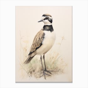 Vintage Bird Drawing Lapwing Canvas Print