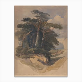 Pines On Hampstead Heath, James Heath Canvas Print