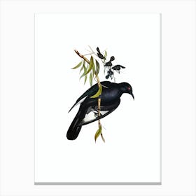 Vintage White Winged Chough Bird Illustration on Pure White n.0119 Canvas Print