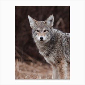 Coyote Profile Canvas Print