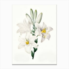 Madonna Lily Canvas Print