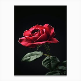 Red Rose On Black Background 39 Canvas Print