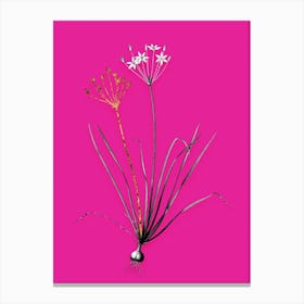 Vintage Allium Straitum Black and White Gold Leaf Floral Art on Hot Pink n.0913 Canvas Print