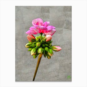 PINK GERANIA, PELARGONIUM 20240315153011RT1PUB Canvas Print