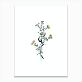 Vintage Glaucous Aster Flower Botanical Illustration on Pure White n.0555 Canvas Print