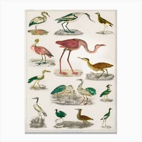 Collection Of Various Flightless Birds, Oliver Goldsmith Canvas Print