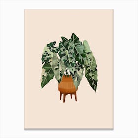 Philodendron Burle Marxii Variegata Canvas Print