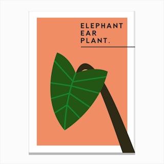 Elephant Ear Plant Canvas Print