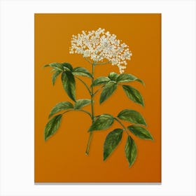 Vintage Elderberry Flowering Plant Botanical on Sunset Orange Canvas Print