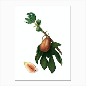 Vintage Fig Botanical Illustration on Pure White n.0946 Canvas Print
