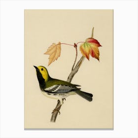 Rufous-Sided Warbler Canvas Print