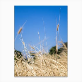 Dry Grass With Blue Sky Canvas Print