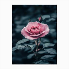 Pink Rose 26 Canvas Print