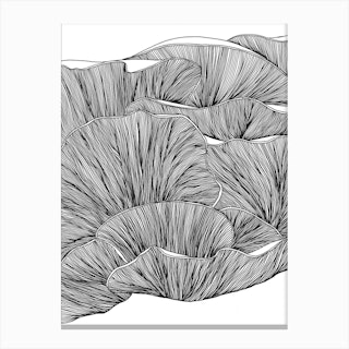 Oyster Mushrooms Black And White Canvas Print