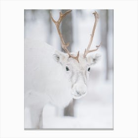 Portrait of a white reindeer with brown antlers| Swedish Lapland Canvas Print