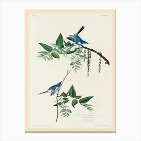 Blue Grey Fly Catcher , Birds Of America, John James Audubon Canvas Print