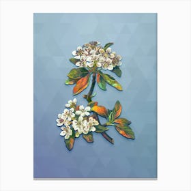 Vintage Almond Leaved Pear Botanical Art on Summer Song Blue n.1033 Canvas Print