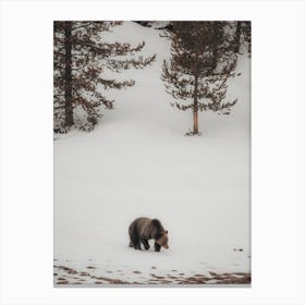 Winter Grizzly Bear Canvas Print
