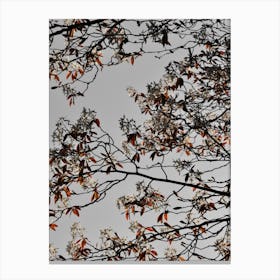 Spring And Flower Mood Canvas Print