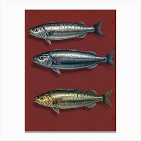 Three Sardines Canvas Print