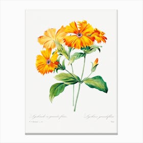 Lychnis Grandiflora, Pierre Joseph Redouté Canvas Print