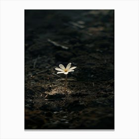 Single Flower In The Dirt 5 Canvas Print