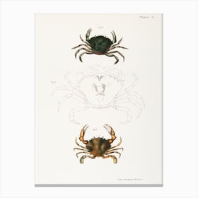 Littoral Crab And Lady Crab Canvas Print