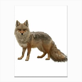 Red Fox 2 Canvas Print