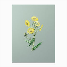 Vintage Madia Flower Botanical Art on Mint Green n.0816 Canvas Print