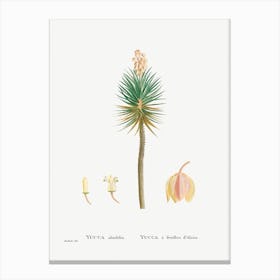 Yucca Aloifolia, Pierre Joseph Redoute Canvas Print