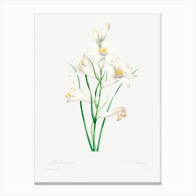 White Lily, Pierre Joseph Redoute Canvas Print