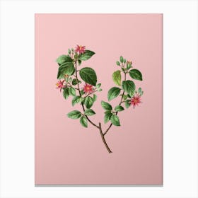 Vintage Crossberry Botanical on Soft Pink n.0474 Canvas Print