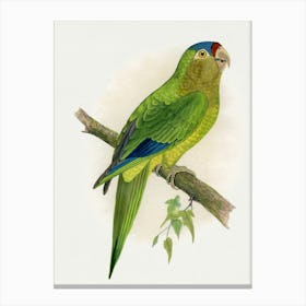 Parrot 26 Canvas Print