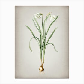 Vintage Narcissus Candidissimus Botanical on Parchment n.0434 Canvas Print