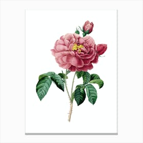 Vintage Gallic Rose Botanical Illustration on Pure White n.0861 Canvas Print