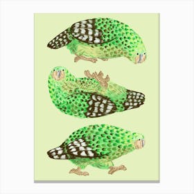 Kakapo Canvas Print