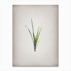 Vintage Yellow Iris Botanical on Parchment Canvas Print