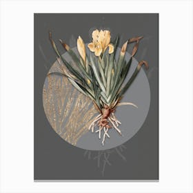 Vintage Botanical Crimean Iris on Circle Gray on Gray n.0127 Canvas Print