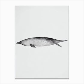 Elephant Seal Black & White Drawing Canvas Print