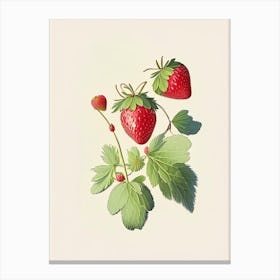 Wild Strawberries, Plant, Retro Drawing Canvas Print
