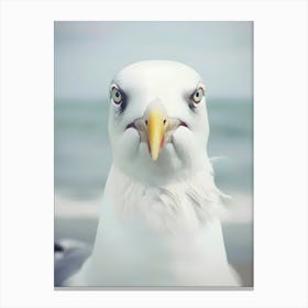 Portrait Of A Seagull Canvas Print