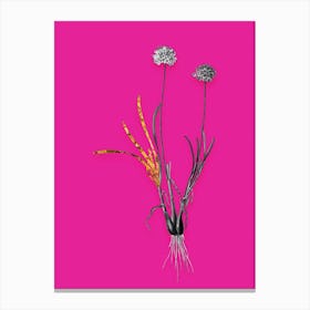 Vintage Allium Carolinianum Black and White Gold Leaf Floral Art on Hot Pink n.1218 Canvas Print