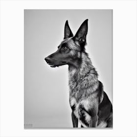 Belgian Laekenois B&W Pencil dog Canvas Print