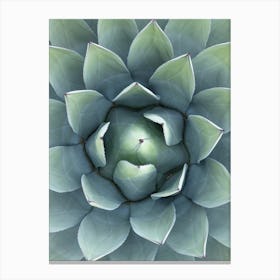 Agave Canvas Print