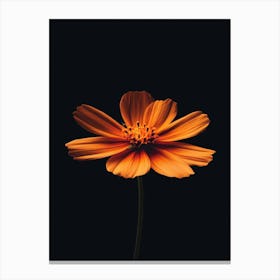 Orange Flower 25 Canvas Print