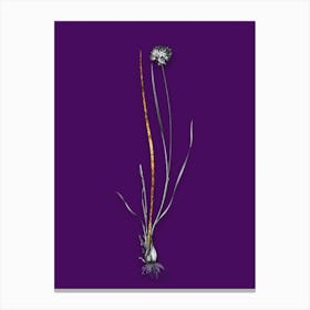 Vintage Allium Foliosum Black and White Gold Leaf Floral Art on Deep Violet n.0928 Canvas Print